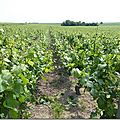Dans les vignes