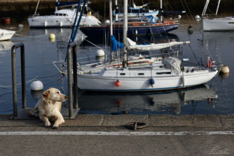 Groix chien gardien 750_13 20 09_1933