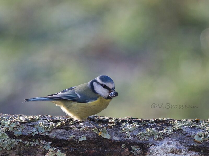 mésange-bleue16-12