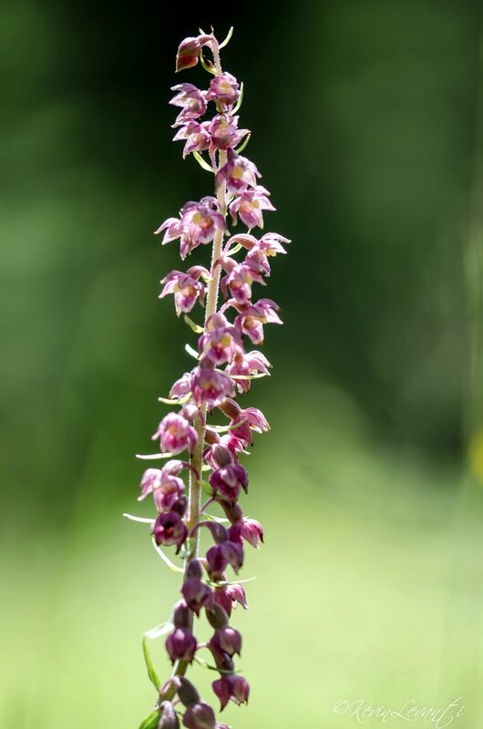 Epipactis rouge sombre (4)