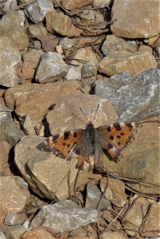 P1180462