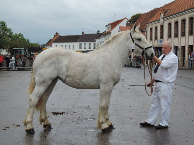Impériale 5 - 13 Octobre 2019 - Concours de Poulains - Hucqueliers (62) - 5e (Boulonnaises nées en 2018)
