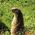Marmotte, Marmota marmota