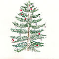 24 Sapin ©