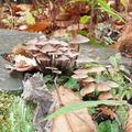 Champignon