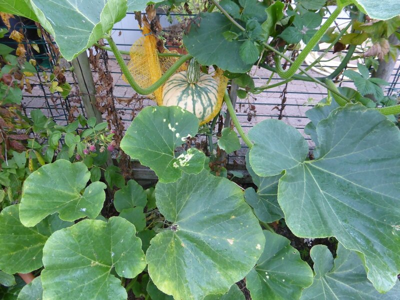 9-courges (2)