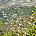 P1110165 (2)