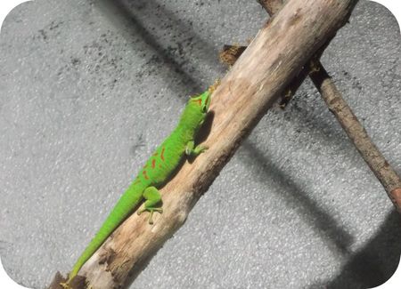 un lezard