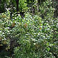 DSCN3277