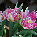 Tulipa murillo 'peach blossom'