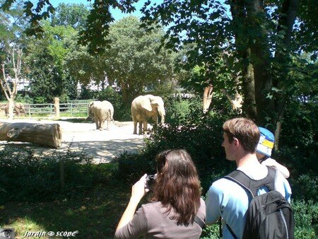 6663_Les_elephants