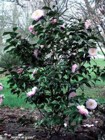 Camellia japonica Dr Tinsley