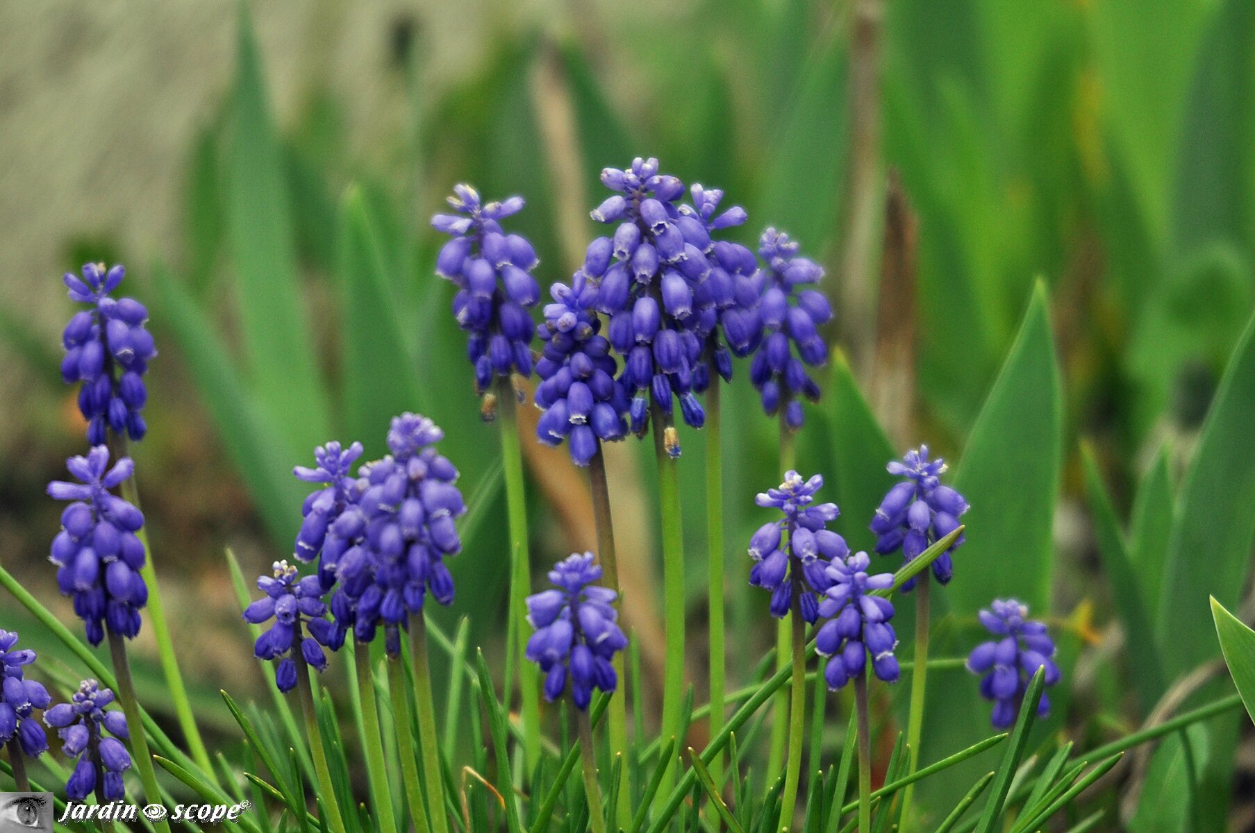 Des tapis de fleurs bleues contrastent avec les narcisses - Le  JardinOscope, toute la flore et la faune de nos parcs et jardins