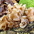 champignon : oreille de judas