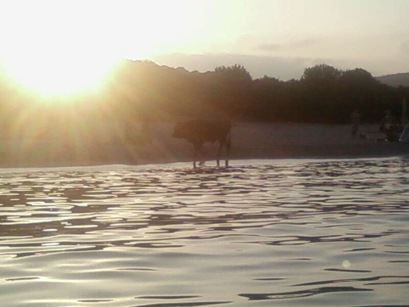 Un Taureau Sur La Plage Eureusemt Kon étè Dan Lo Photo