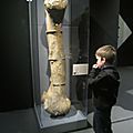 Mamenchisaurus et autres dinosaures géants