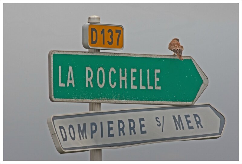 crecerelle panneaux La Rochelle 112014