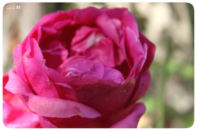 RoSE8