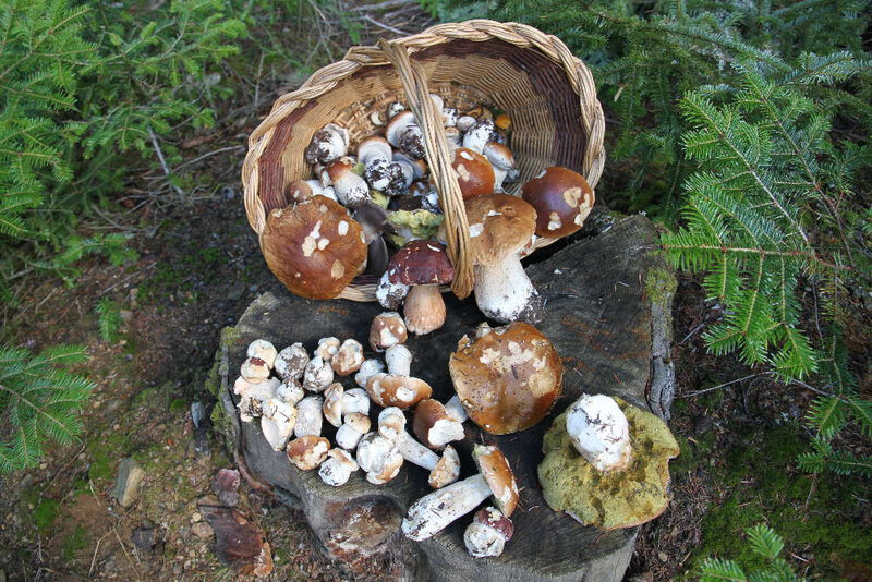 tout-ce-qu-il-faut-savoir-avant-d-aller-chercher-des-cepes-et-en-trouver