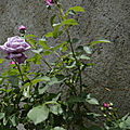 _DSC0061