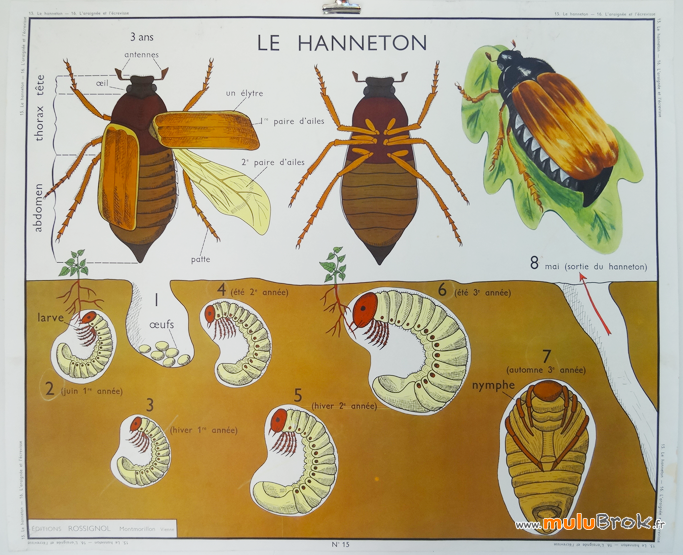 Affiche-ARAIGNEE-ECREVISSE-HANNETON-6-muluBrok-Vintage