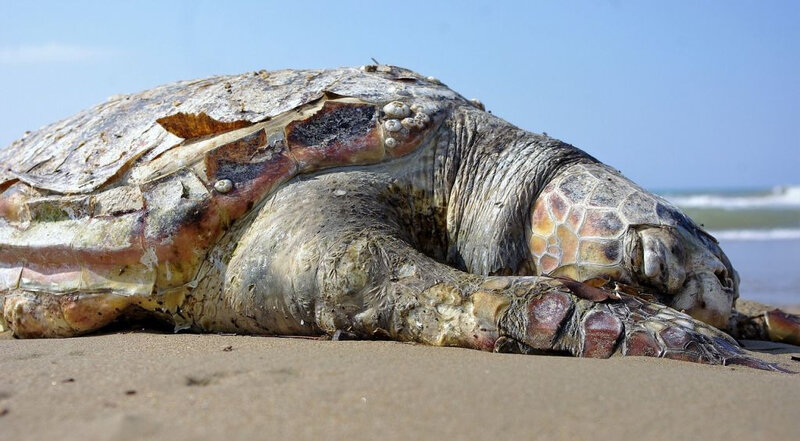 tortue-marine-morte