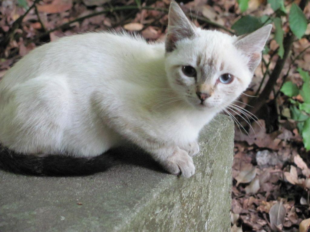 Blanche A Trouve Sa Famille Les Chats Du Bassin