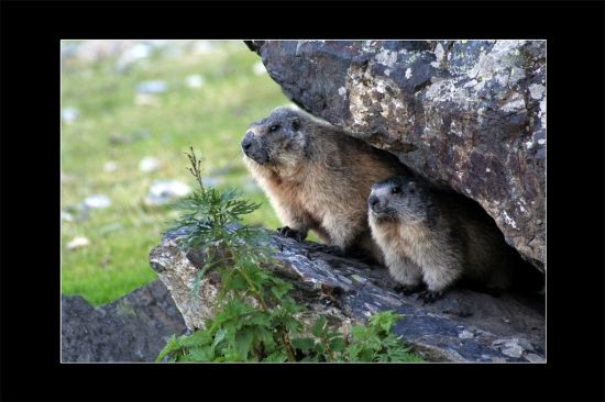 Si J'étais Un Animal Je Serais Et Pourquoi Si j'étais un animal ! - " à mi-cheminsur les pas de Cybèle