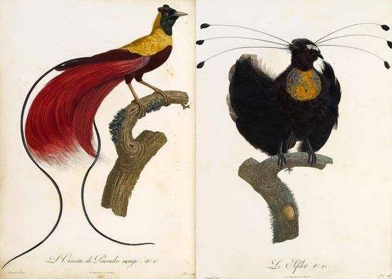 LEVAILLANT, François (1753-1824). Histoire naturelle des oiseaux de paradis  et des rolliers, suivie de celles des toucans et des barbus. Paris: chez  Denn le jeune, Perlet, [1801]-1806.