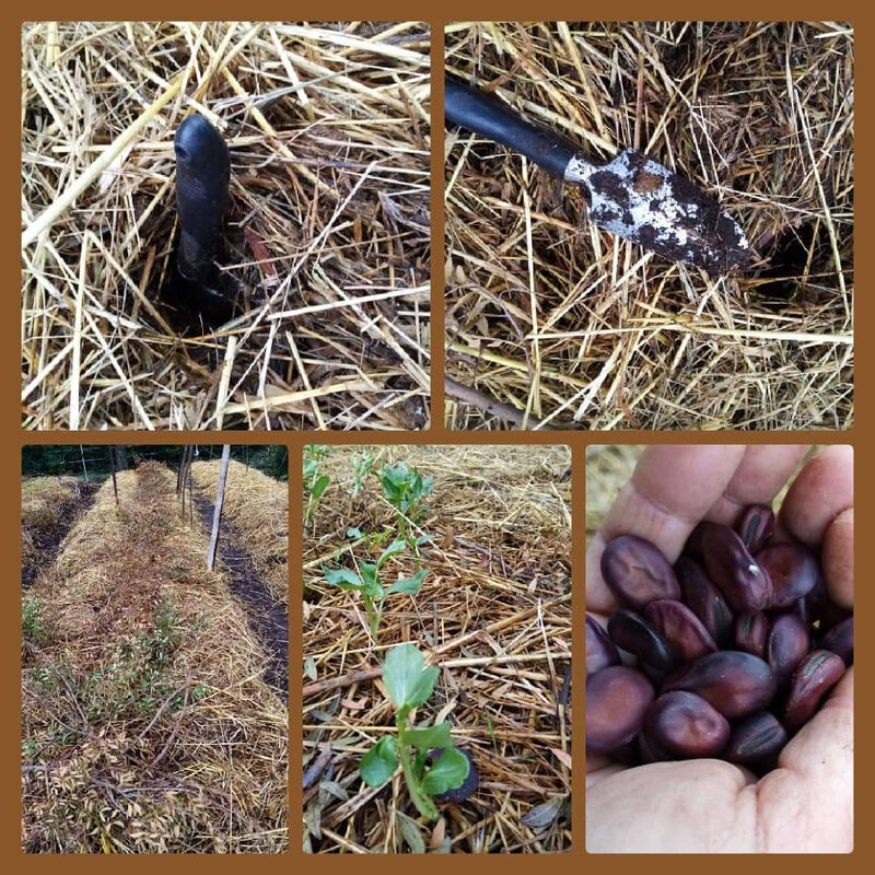 Février, semis de Fèves noires du Maroc aux Jardins De Tara!