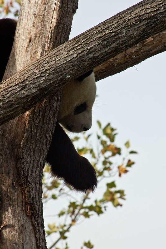 101-Panda Geant