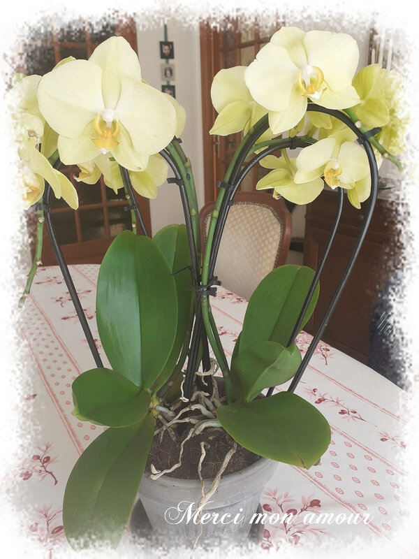 210214 Orchidée jaune 00