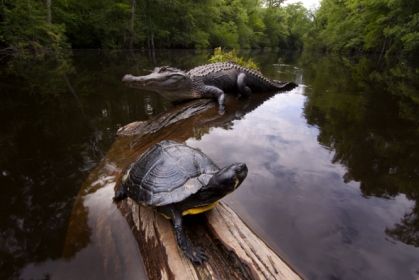 wildlife_turtle