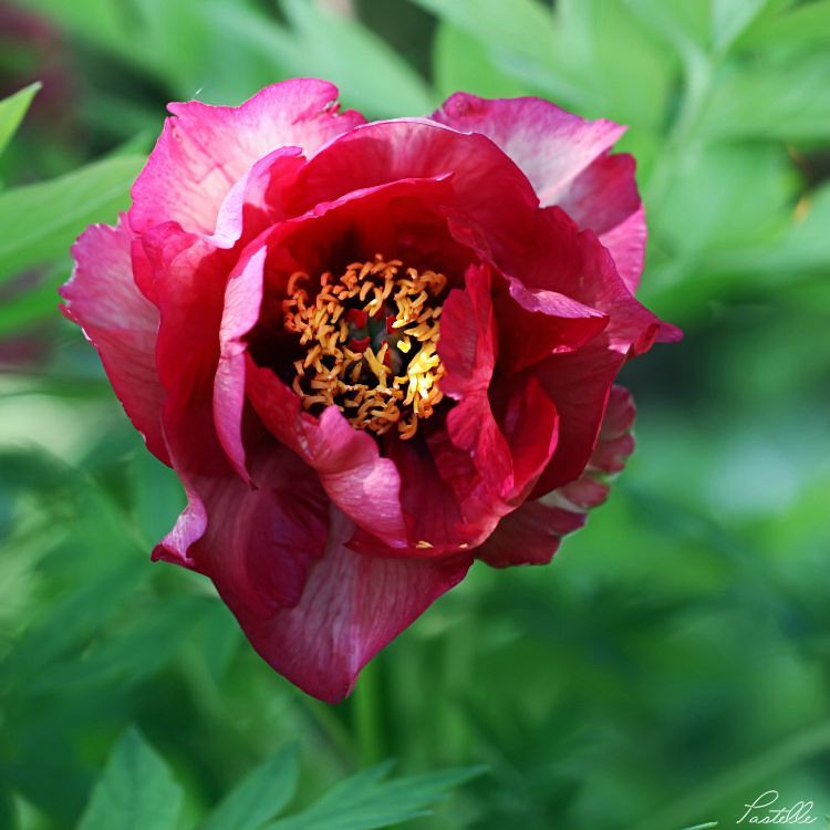 PivoineCarre_12 04 05_8252