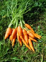 botte carottes