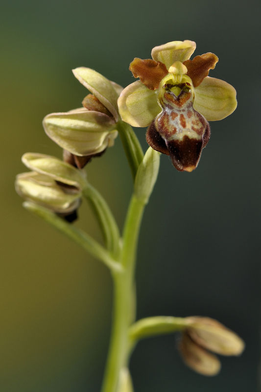 _DSC0032_Ophrys_aveyronensis_x_Ophrys_sulcata_2