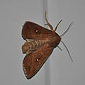 Aletia albipuncta ( point blanc)