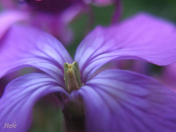 fleurs bleues (16)