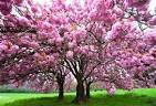 cerisier a fleurs sakura par Paysagiste Pays Basque et Paysagiste Landes