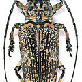 Pterochaos nebulosus, goliath beetle, gyriosomus parvus