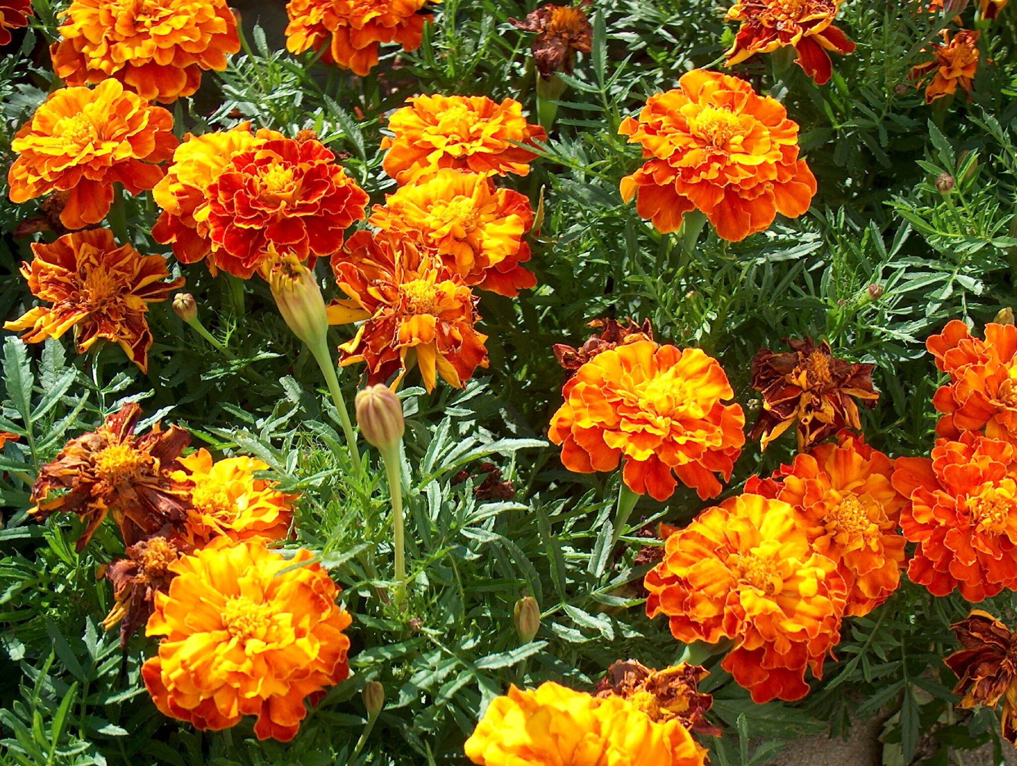 Les Bonnes Associations Au Jardin Et Si On Rêvait Jardin