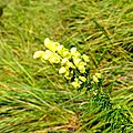 Les aconits tue-loup, aconitum lycoctonum...