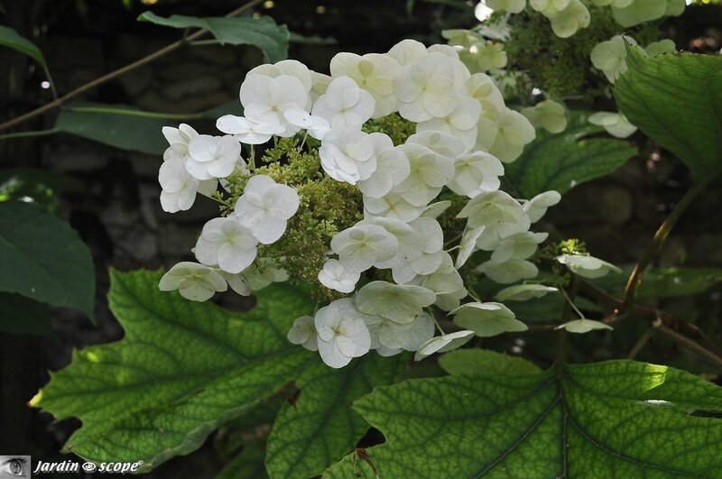 Hydrangea-à-feuilles-de-chêne