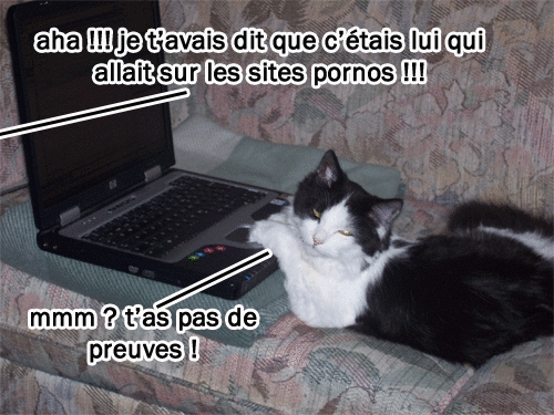 Chat Geek Photo De Tout Et Rien Geekage Au Feminin