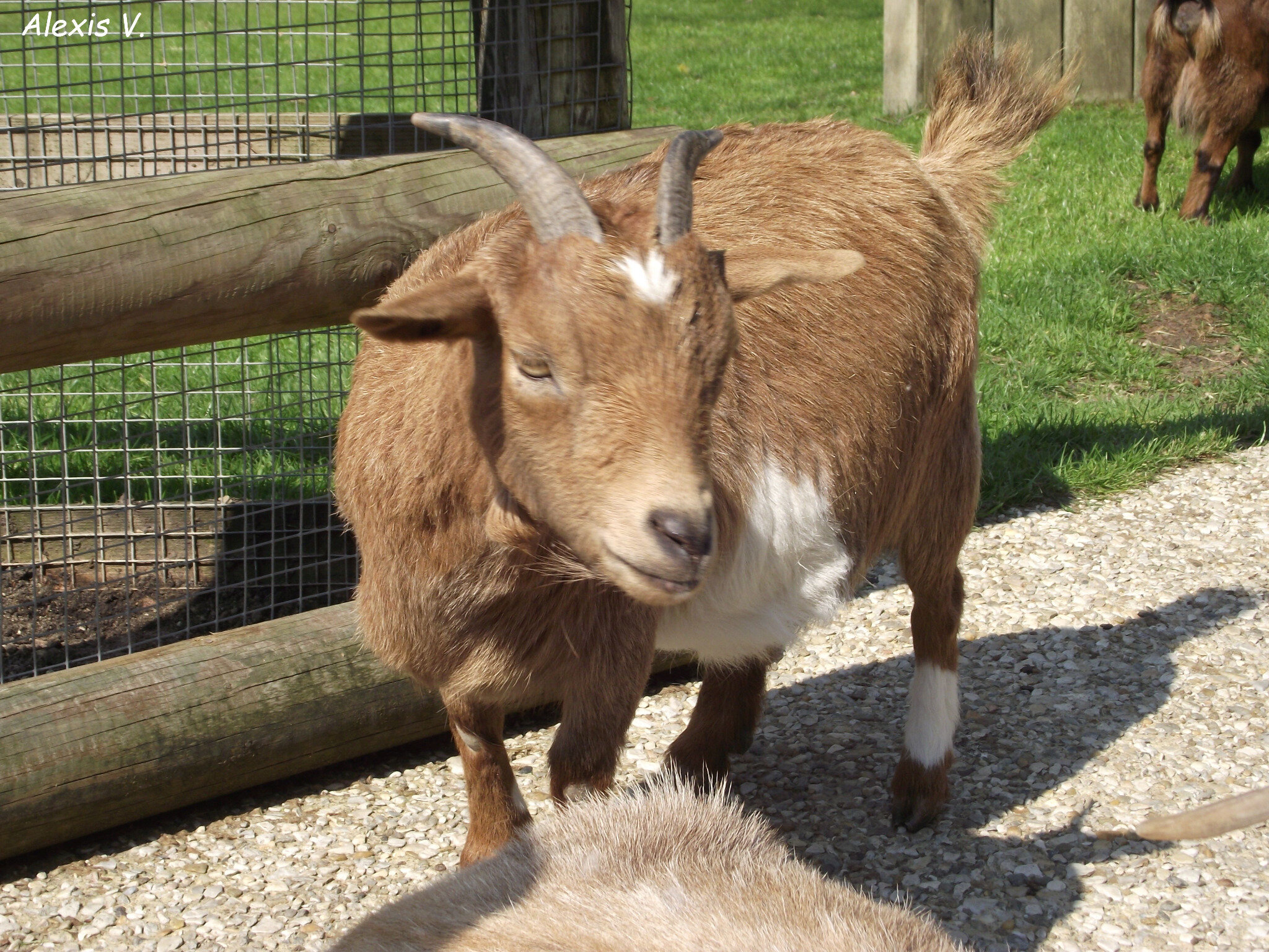 La Chèvre Domestique Zootographe Blog Non Officiel Du