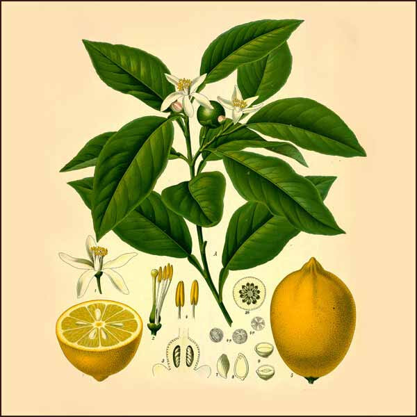 Les vertus du citron- Plantes et Santé