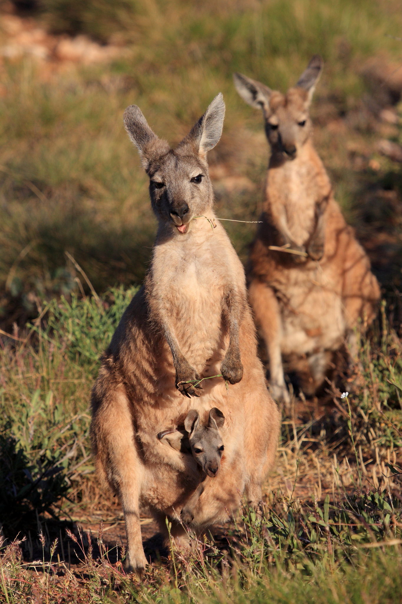 Bebe Kangourous Freeaustralia