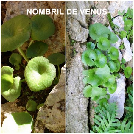 nombril_de_v_nus_umbilicus_rupestris__R_solution_de_l__cran_