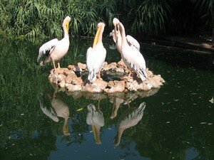 P_licans_2