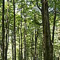 La forêt cathédrale d'Issaux.